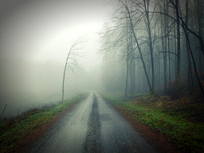 Road in the Mist photo