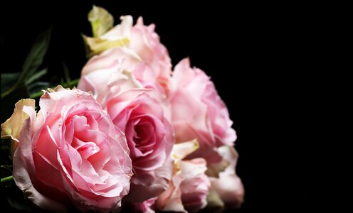 Beautiful beautiful flowers beautiful photo