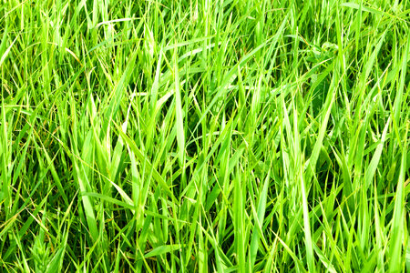 green grass