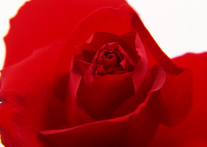 close-up of red rose photo