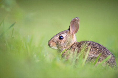 Little Rabbit on the Grass photo