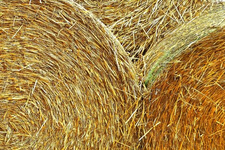 Agriculture crops round