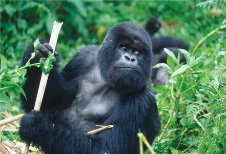 Primate ape wild
