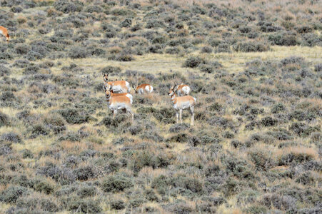 Herd of pronghorn foraging in sagebrush