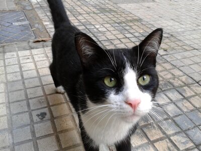 cat