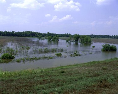 Domestic marsh nature