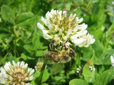 Pollen bees to obtain nectar nature photo