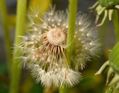 Close up macro nature photo