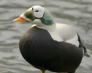 Duck plumage Somateria mollissima photo