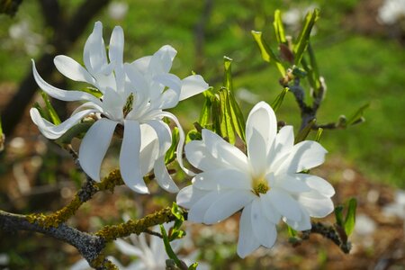 Bloom white ornamental shrub