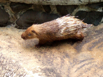 Sunda Porcupine -- Hystrix javanica