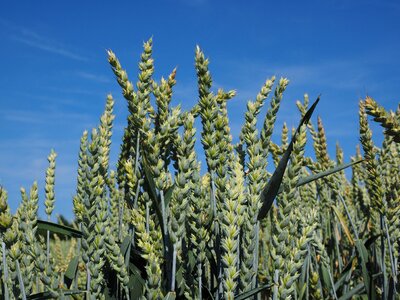 Ear grain cornfield