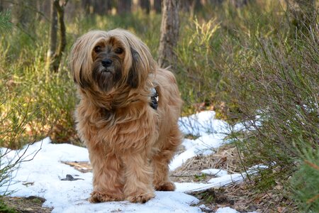 Animal pet cute