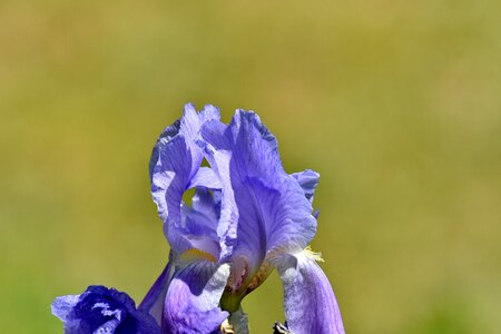 Blue focus iris photo