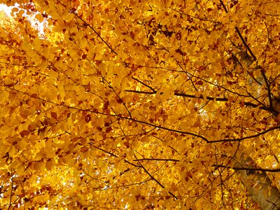 Forest golden autumn golden october