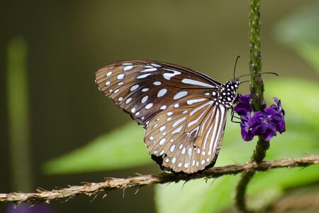 Butterfly nature flower photo
