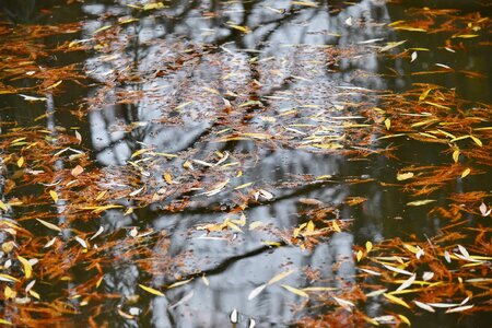 Autumn Season water level reflection photo