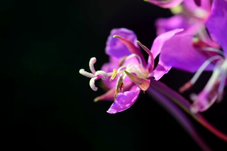 Beautiful beautiful flowers blooming photo