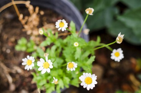 White Flowers photo