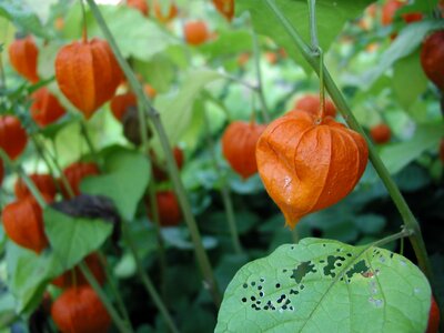 Orange plant chinese photo