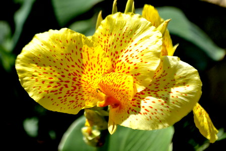 Orchid Like Flower Yellow