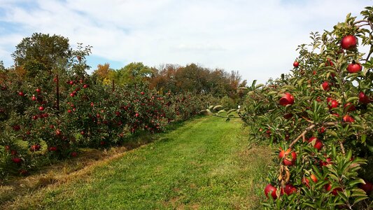 Fruit farm harvest