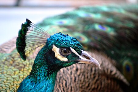 Peacock Closeup photo