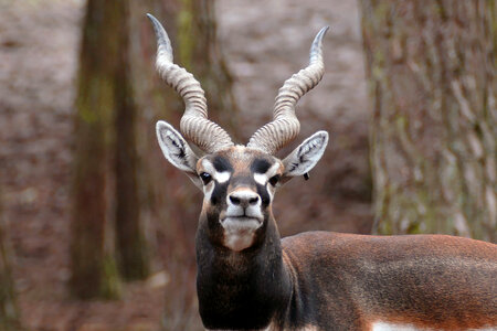 Antelope with horns
