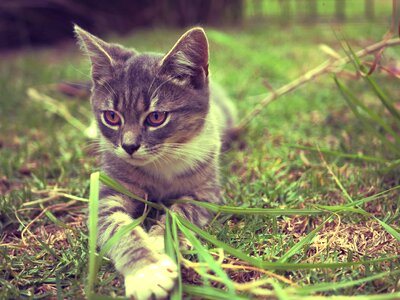 Adorable animal animals