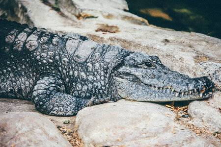 Close Up of a Crocodile on the Stone photo
