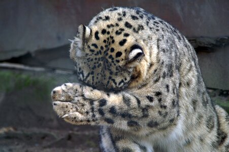 Threatened skull big cat photo