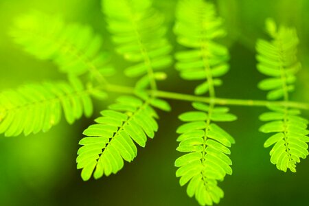 Branch climate dark green