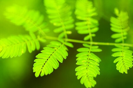 Branch climate dark green photo