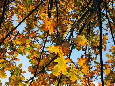Fall Leaves in Tree on Branches photo
