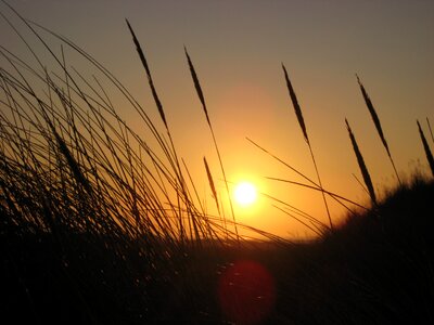 Grasses backlighting sunset photo