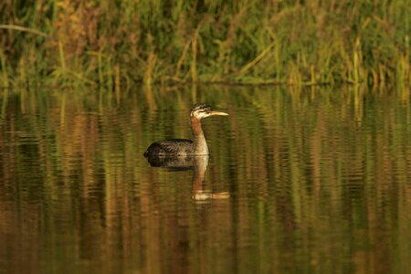 Bathe bird lake