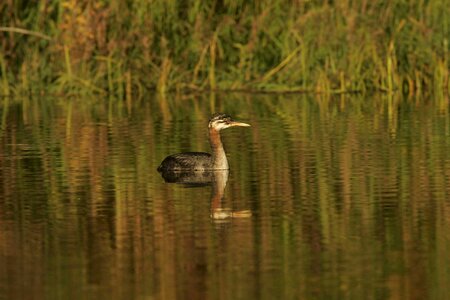 Bathe bird lake photo