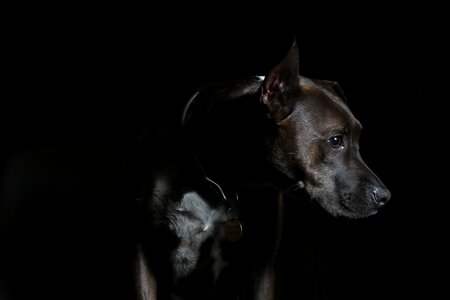 Animal black canine