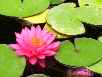 Pink water lily lotus photo