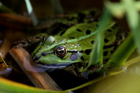 Water nature green