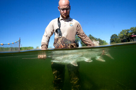 Fishery biologist examines an American paddlefish-3 photo