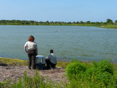 Pelican release-3 photo