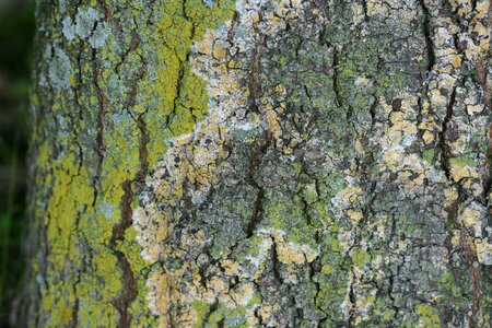 Lichens tree trunk