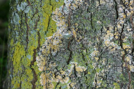 Lichens tree trunk photo