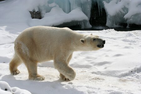 White mammal wildlife photo