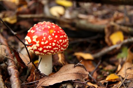 amanita muscaria poisonous mushroom photo