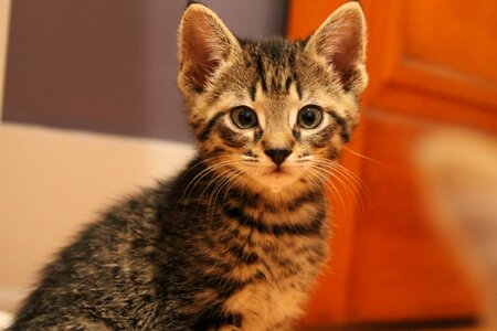 Animal pet kitty