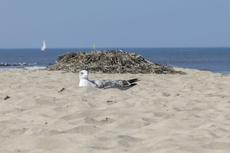 Animal avian bay