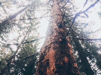 Tree high white spruce photo