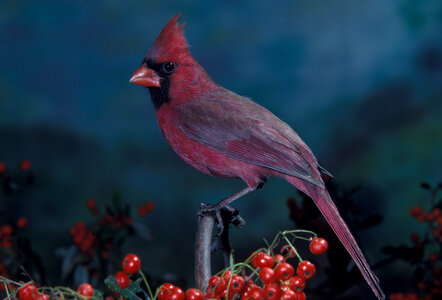 Cardinal-3 photo